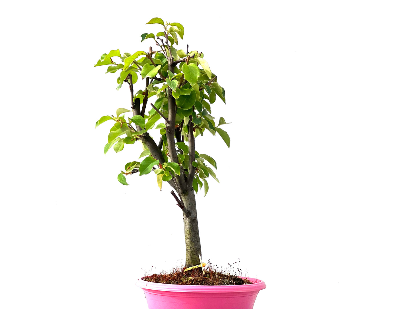Pseudocidonia Sinensis 2306