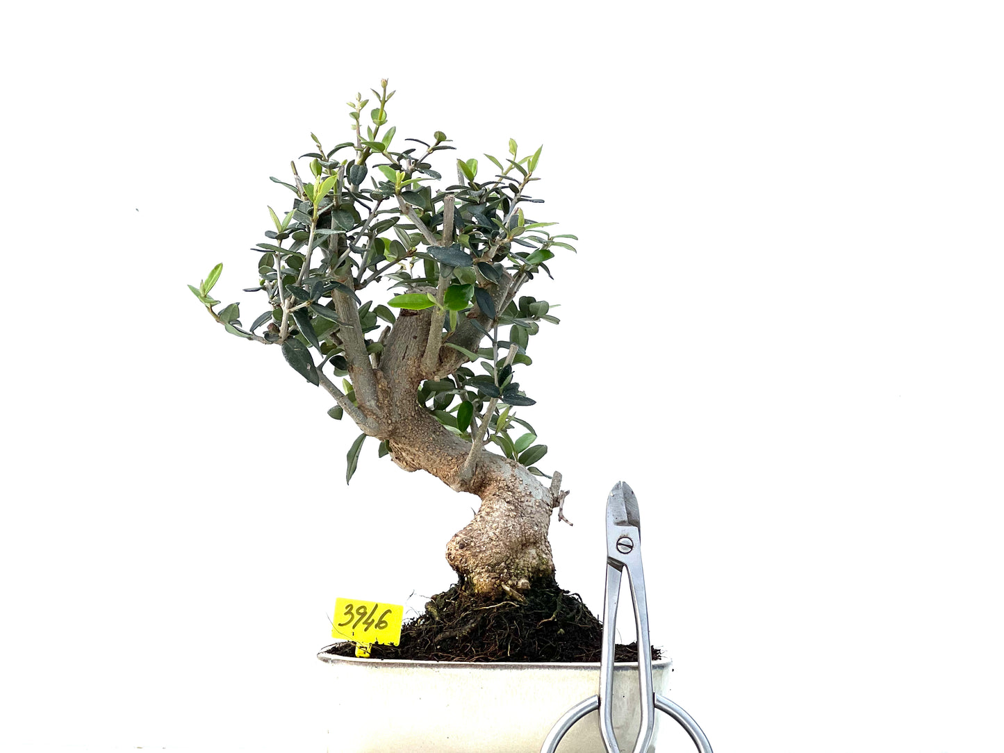 Olea Europaea Sylvestris 3946