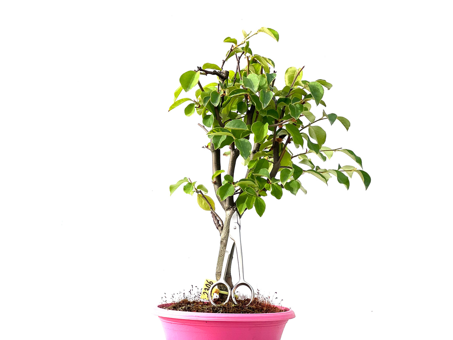 Pseudocidonia Sinensis 2306