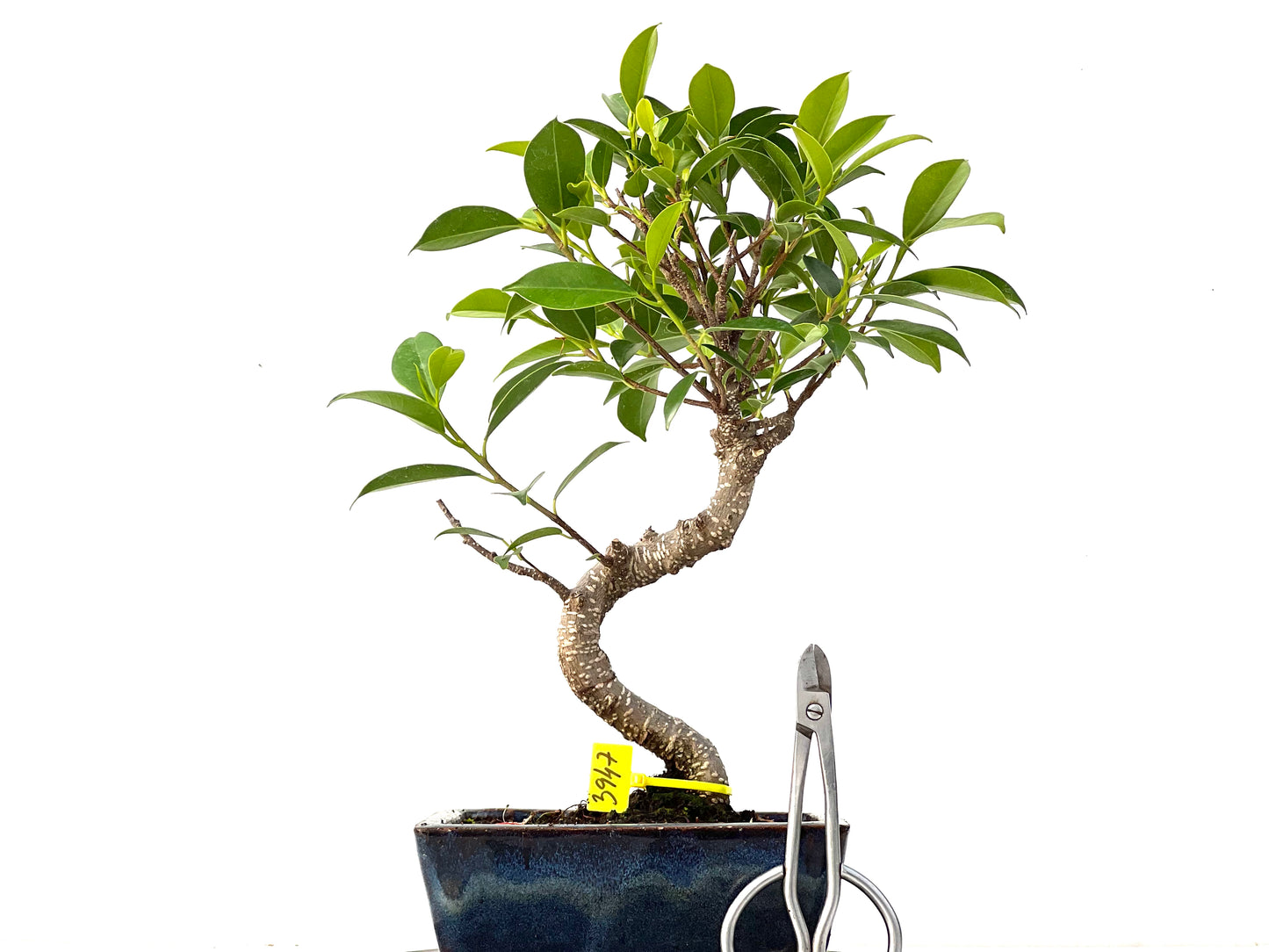 Ficus Tiger Bark 3947