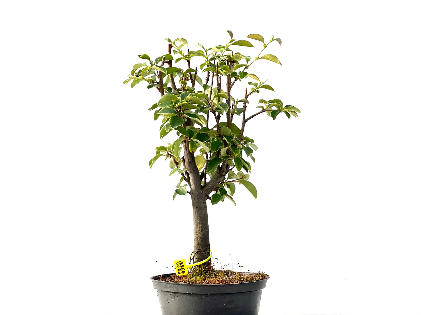 Pseudocidonia Sinensis 2322