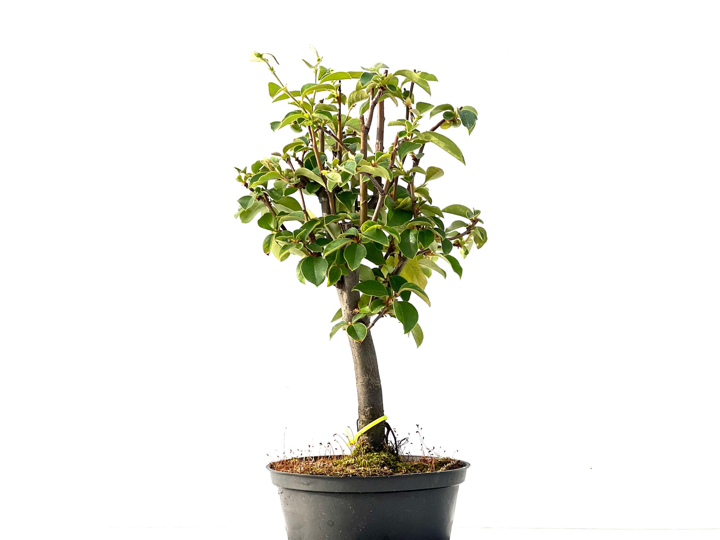 Pseudocidonia Sinensis 2322