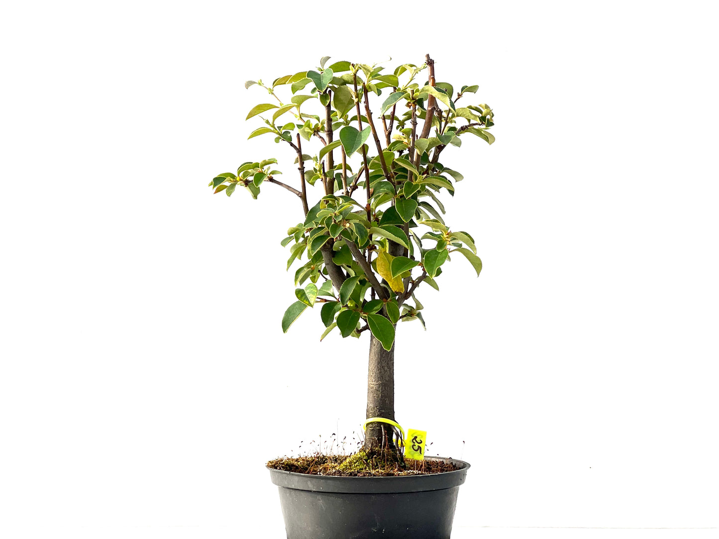 Pseudocidonia Sinensis 2322