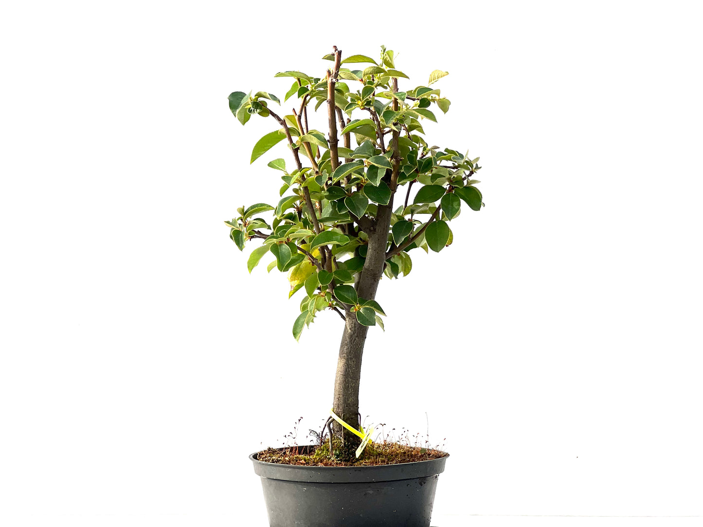 Pseudocidonia Sinensis 2322