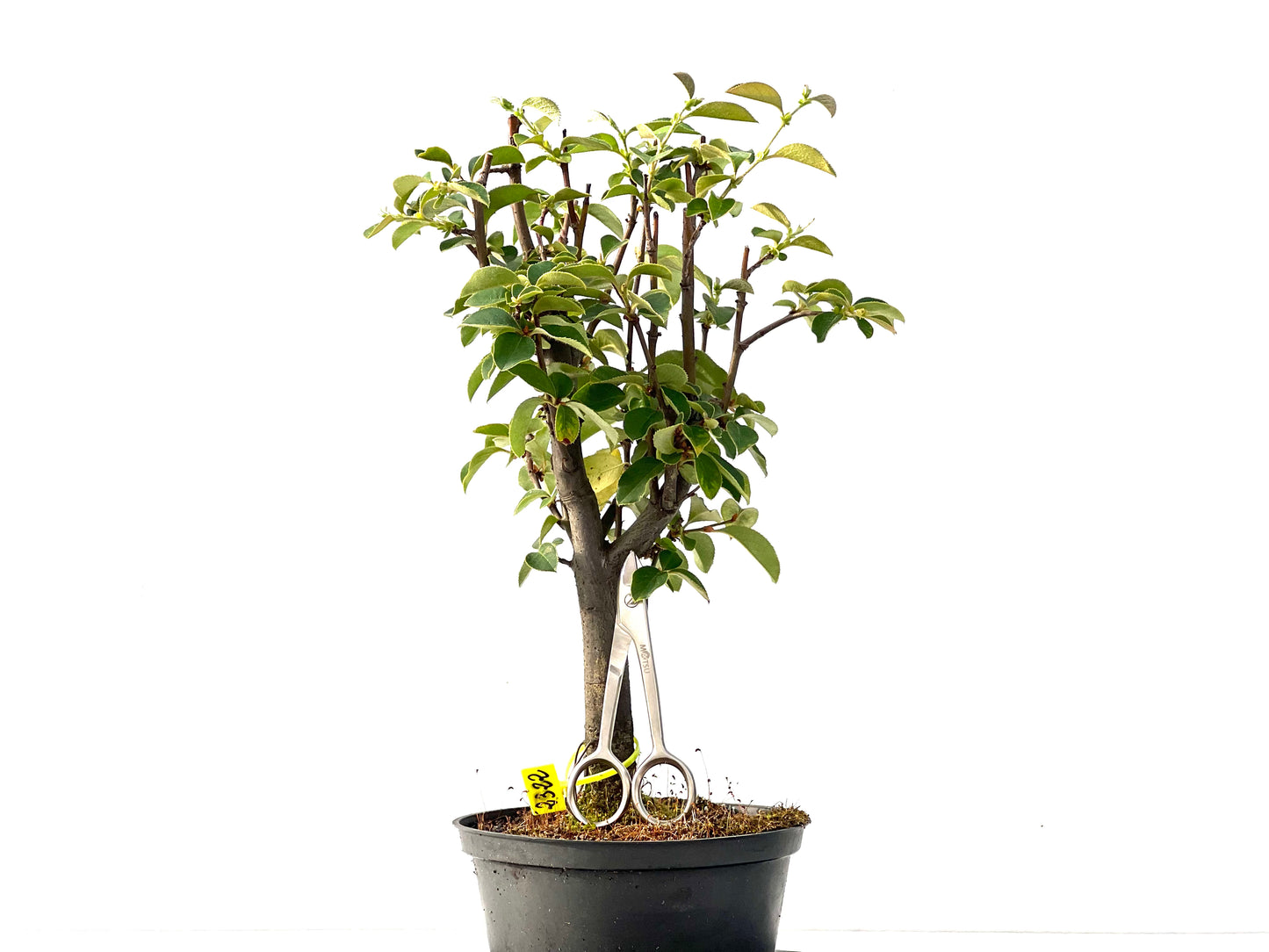Pseudocidonia Sinensis 2322