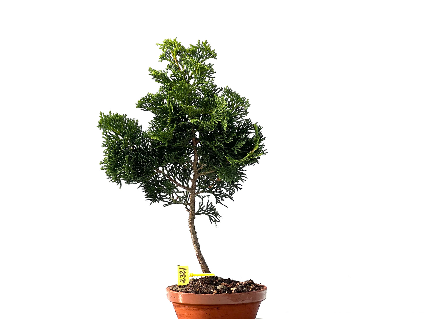 Chamaecyparis Obtusa Nana 2321