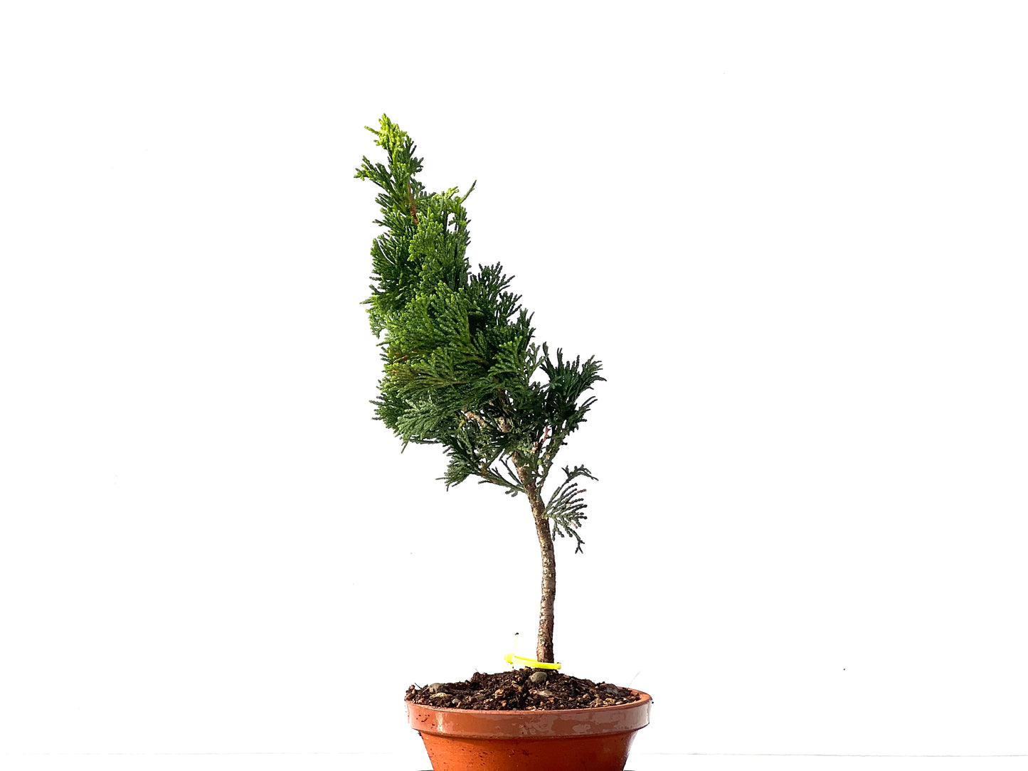 Chamaecyparis Obtusa Nana 2321