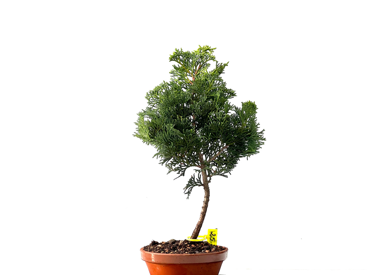Chamaecyparis Obtusa Nana 2321