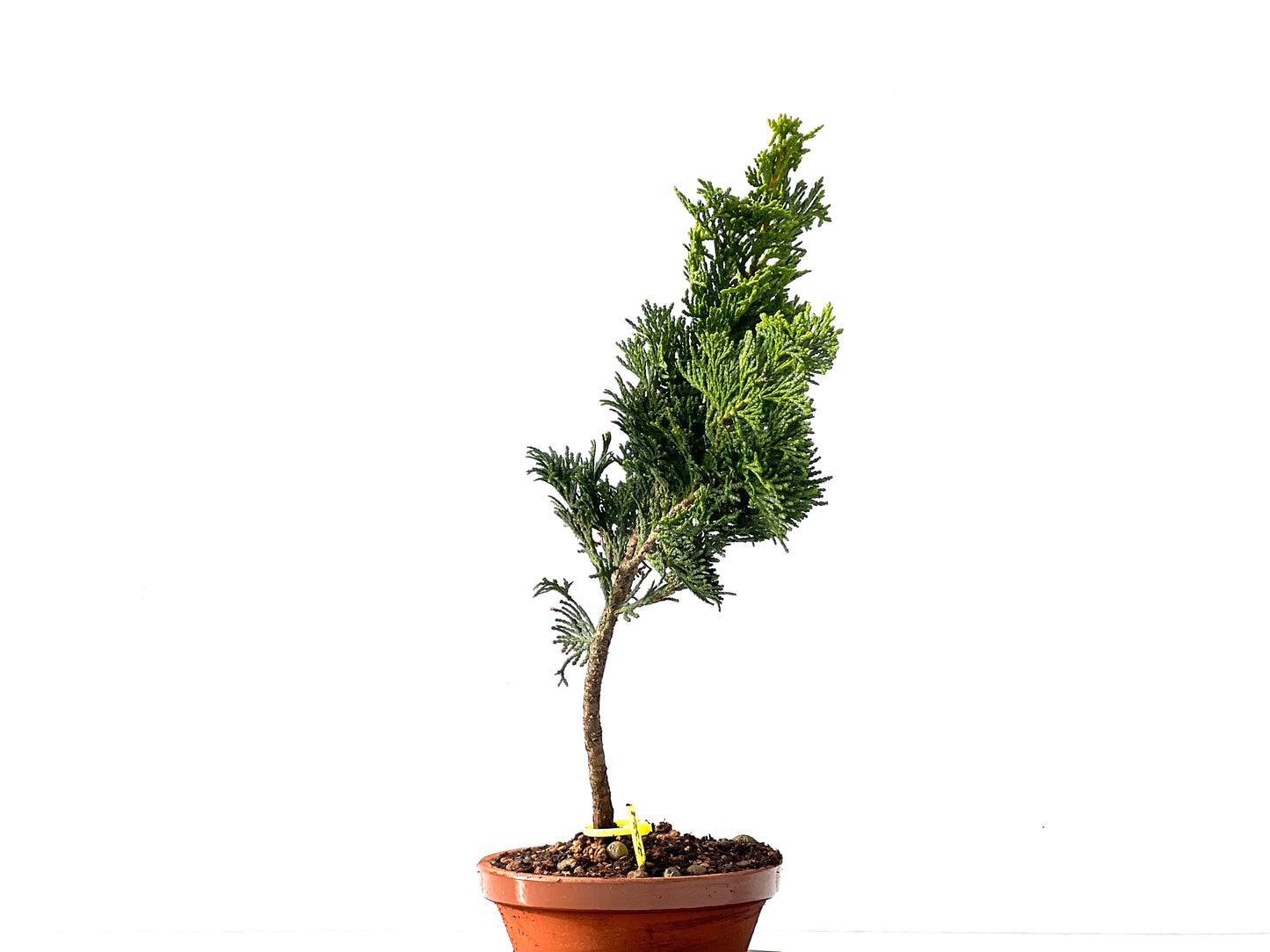 Chamaecyparis Obtusa Nana 2321