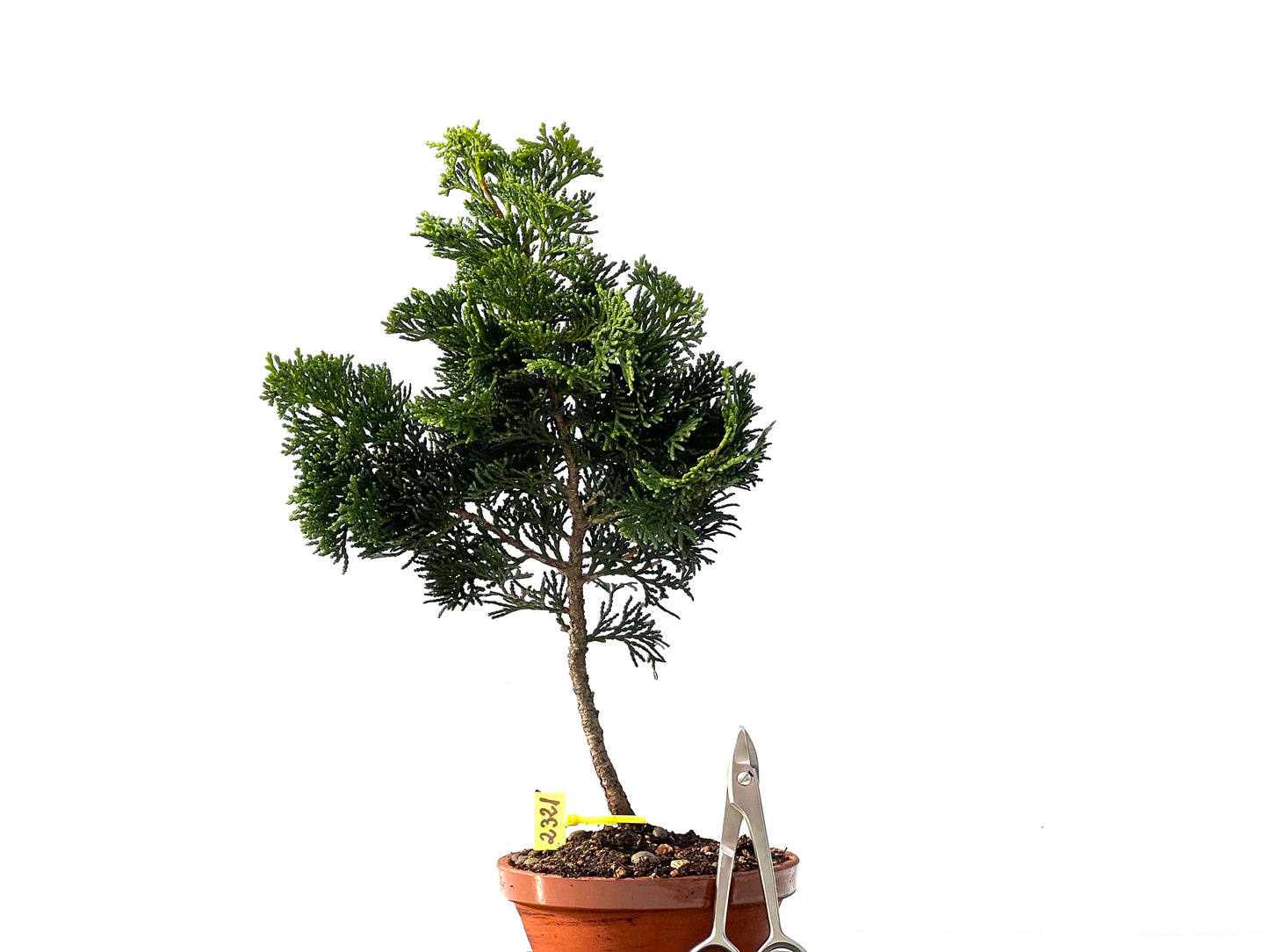 Chamaecyparis Obtusa Nana 2321