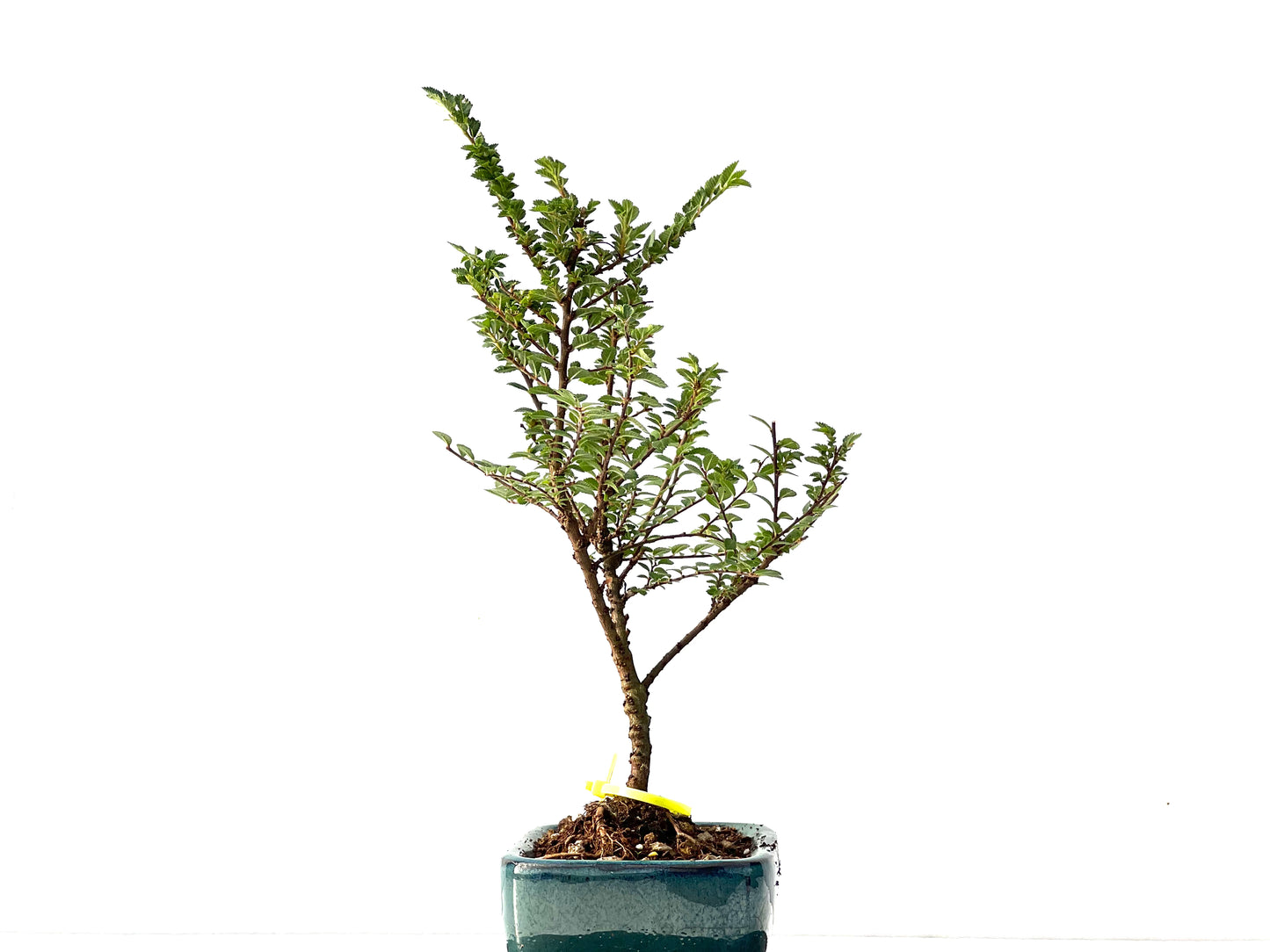 Ulmus Hokkaido 2320