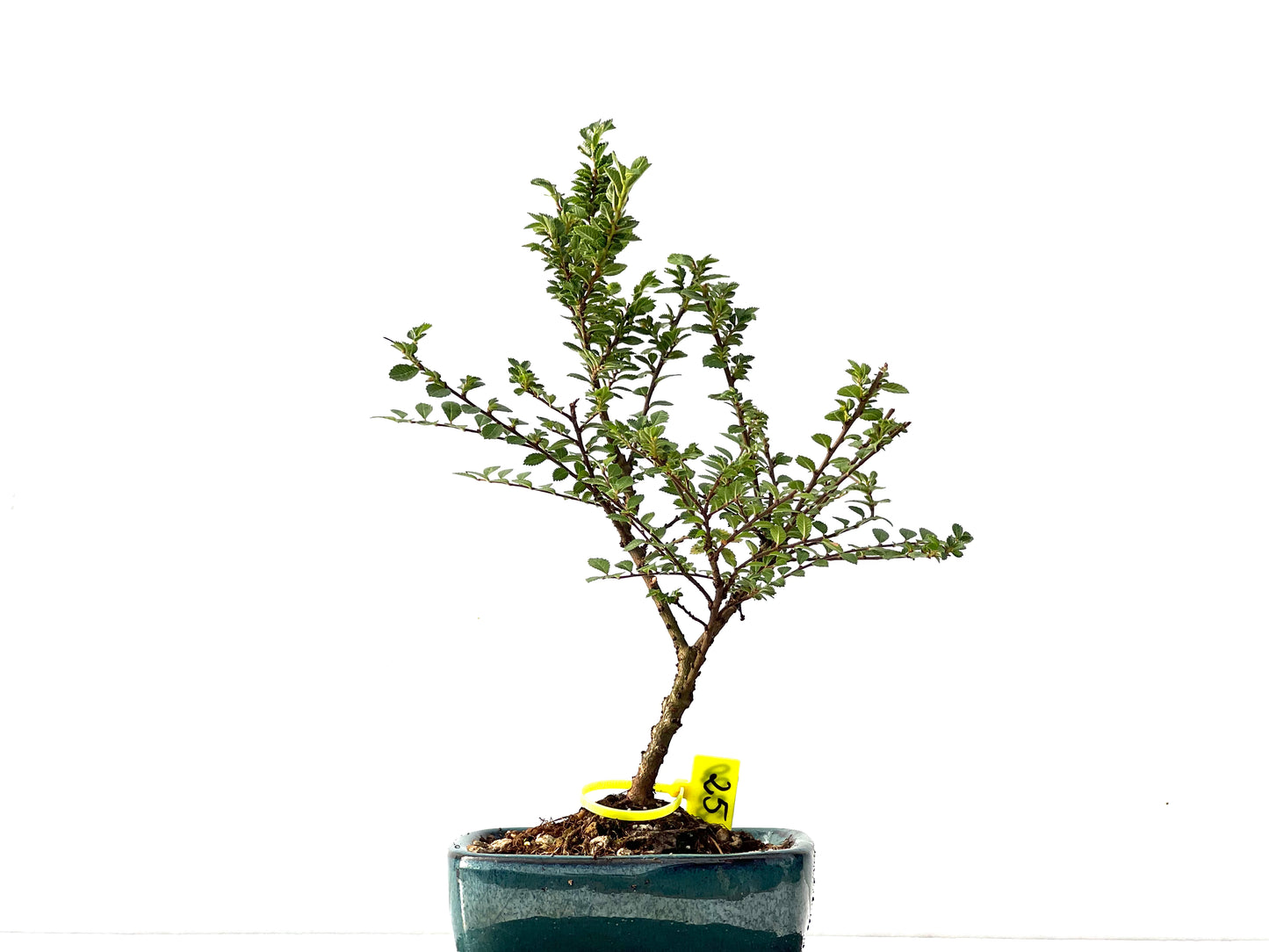 Ulmus Hokkaido 2320