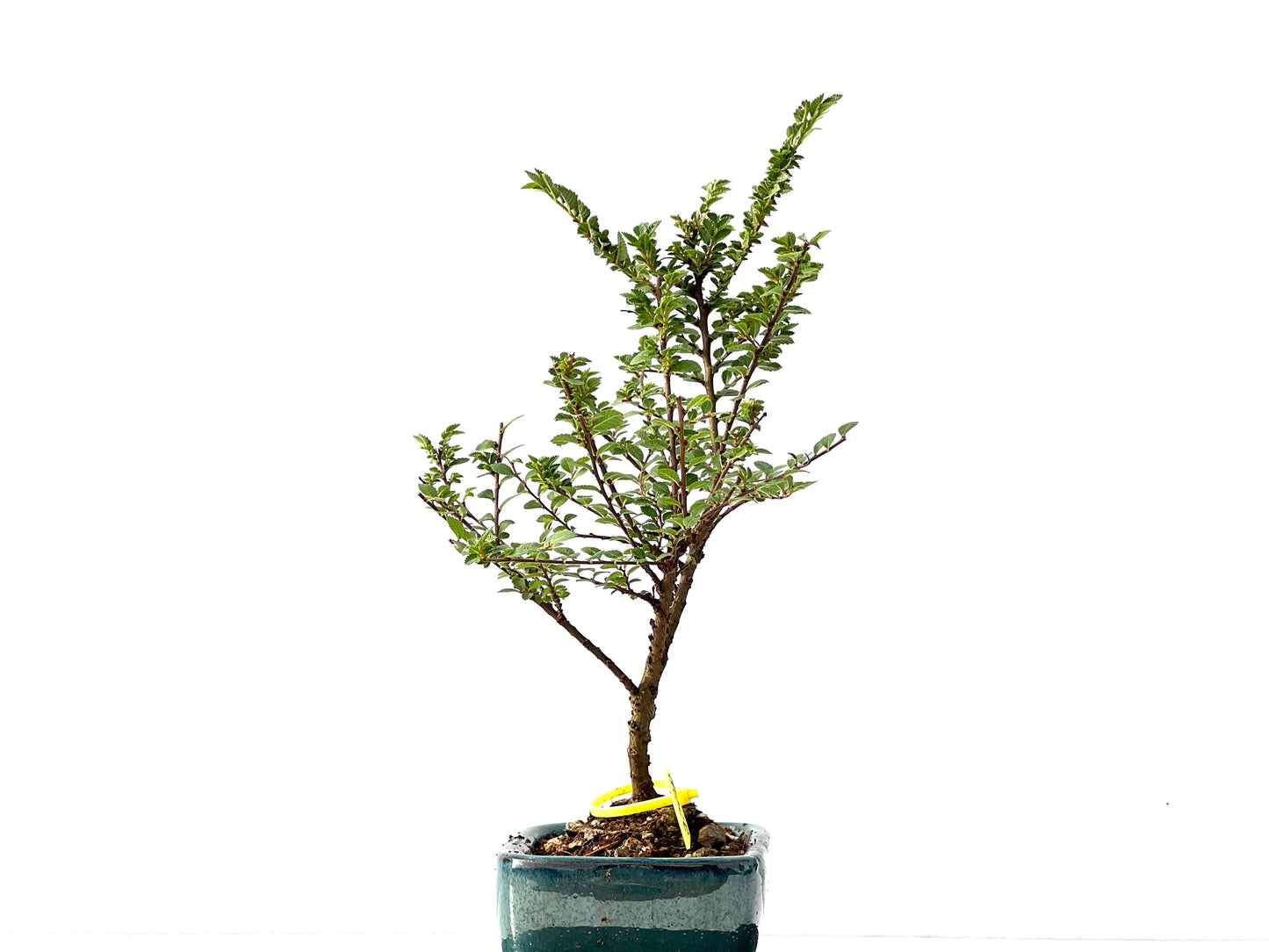 Ulmus Hokkaido 2320