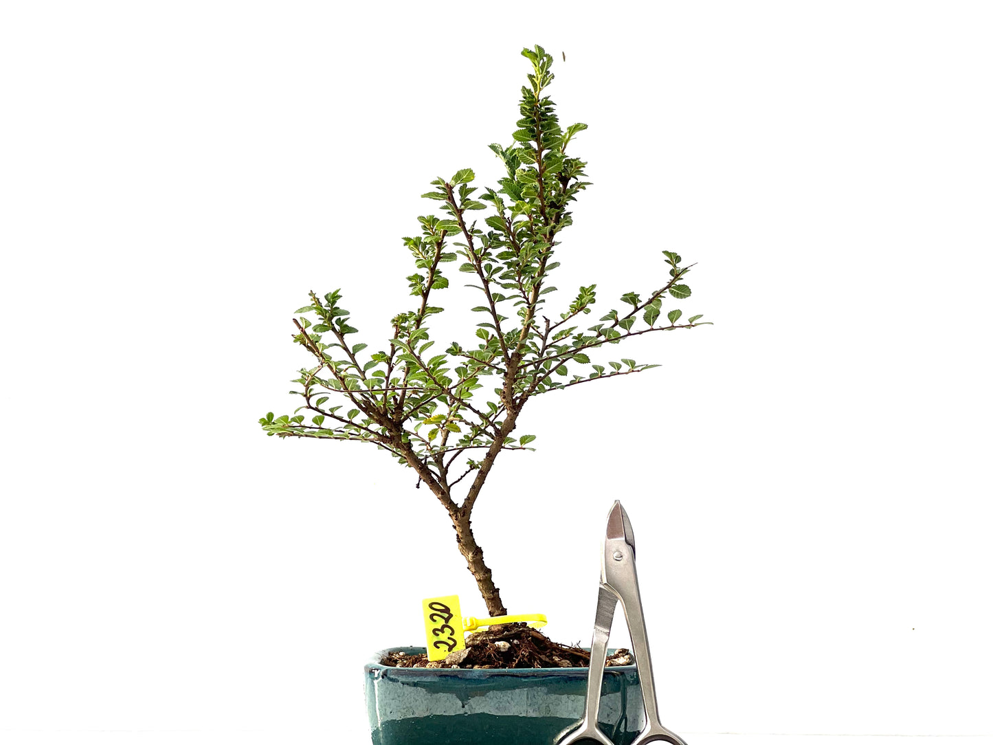 Ulmus Hokkaido 2320