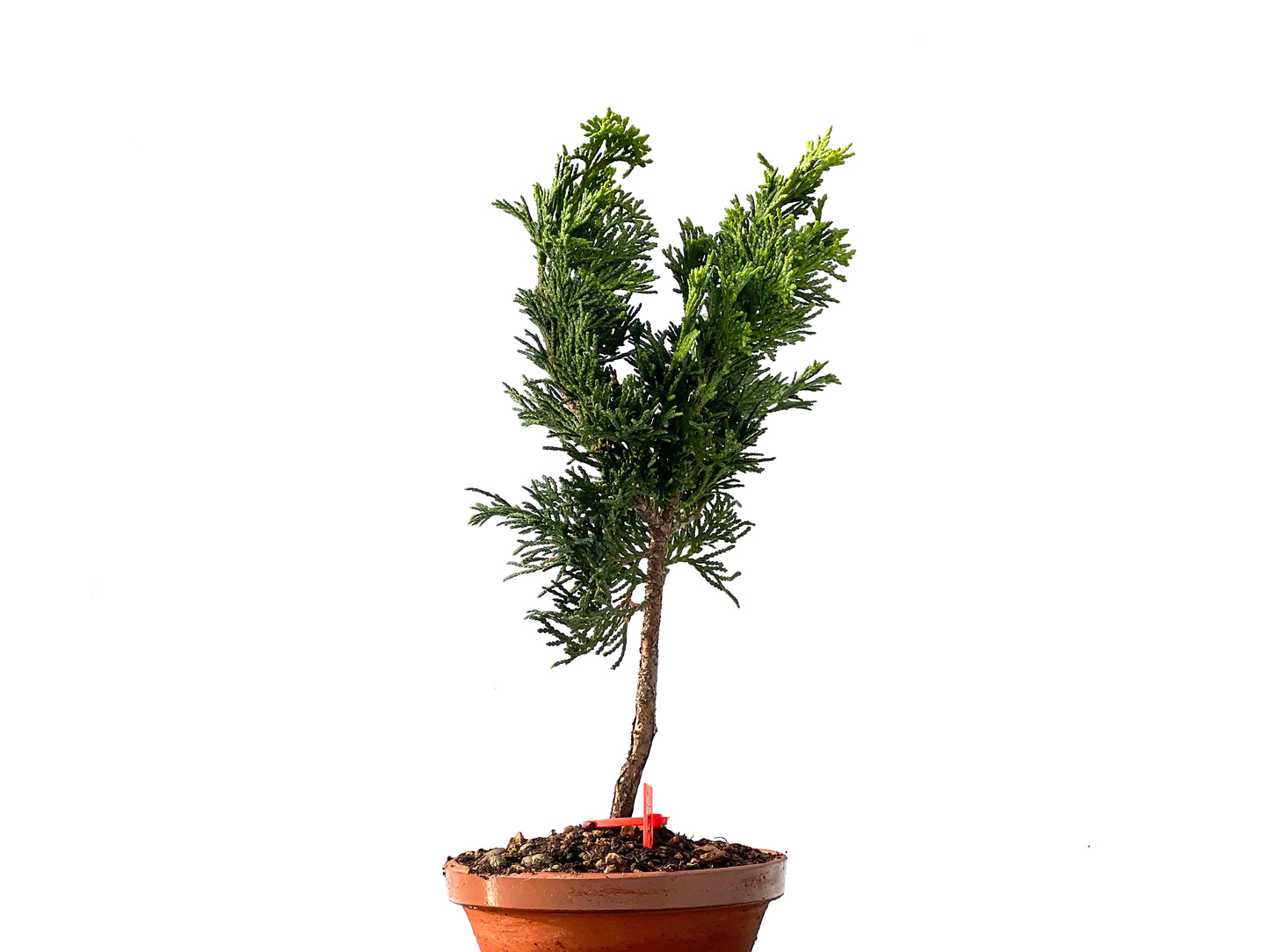 Chamaecyparis Obtusa Nana 2319
