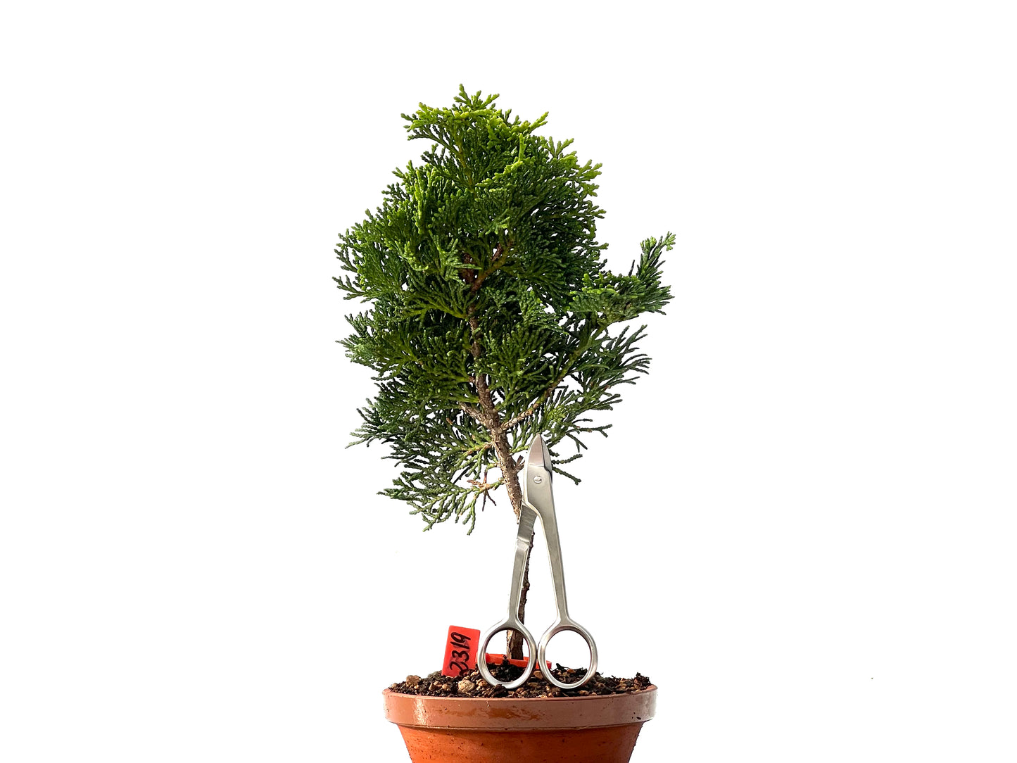 Chamaecyparis Obtusa Nana 2319