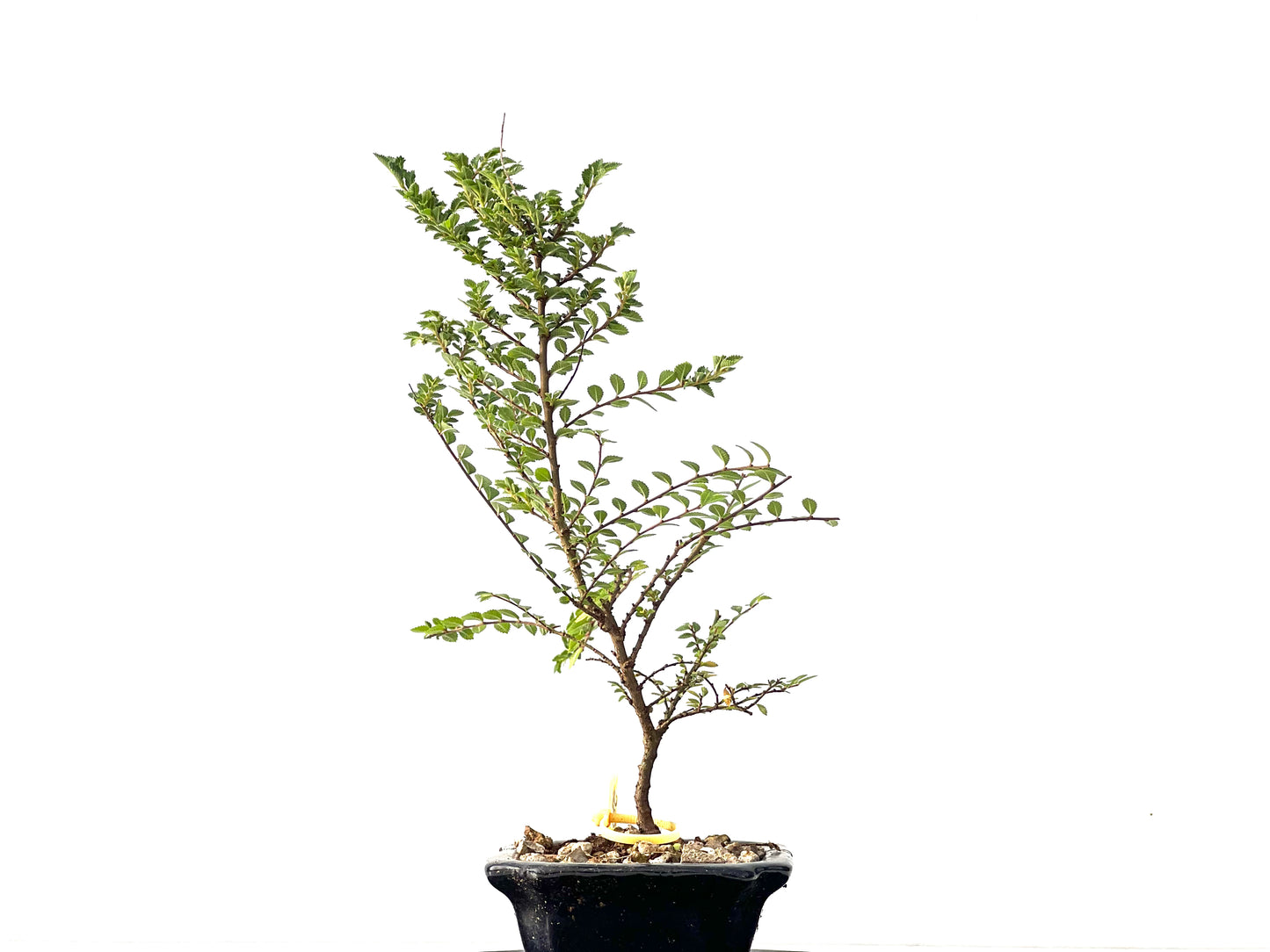 Ulmus Hokkaido 2326