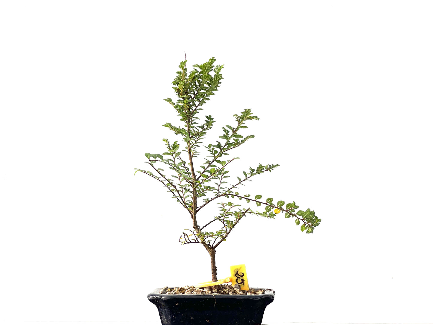 Ulmus Hokkaido 2326