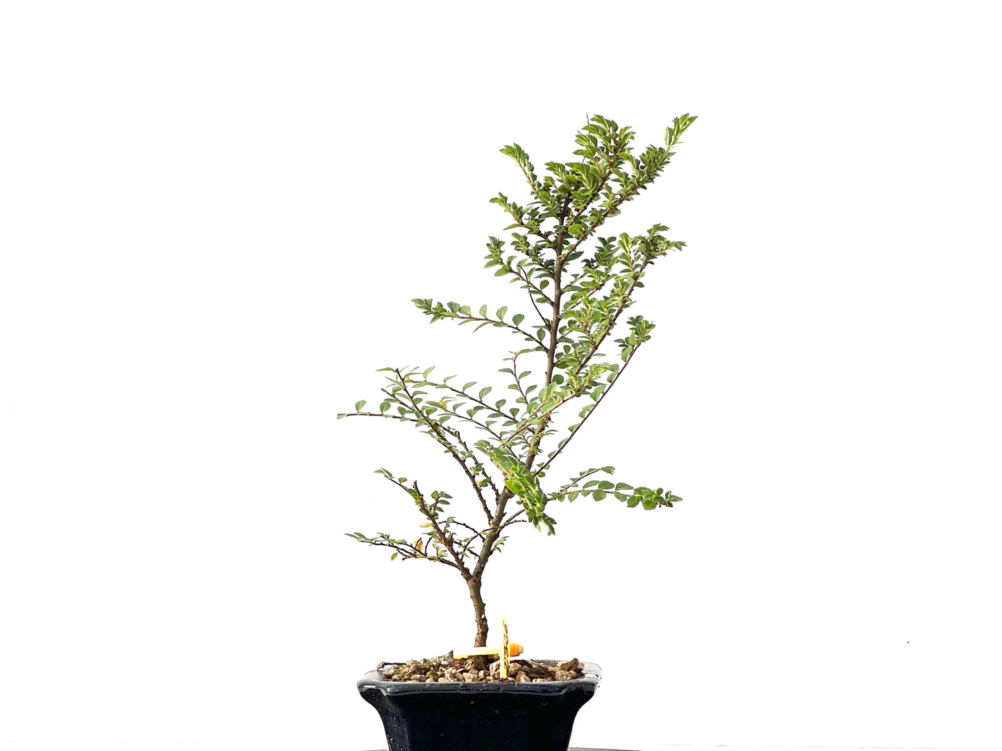 Ulmus Hokkaido 2326