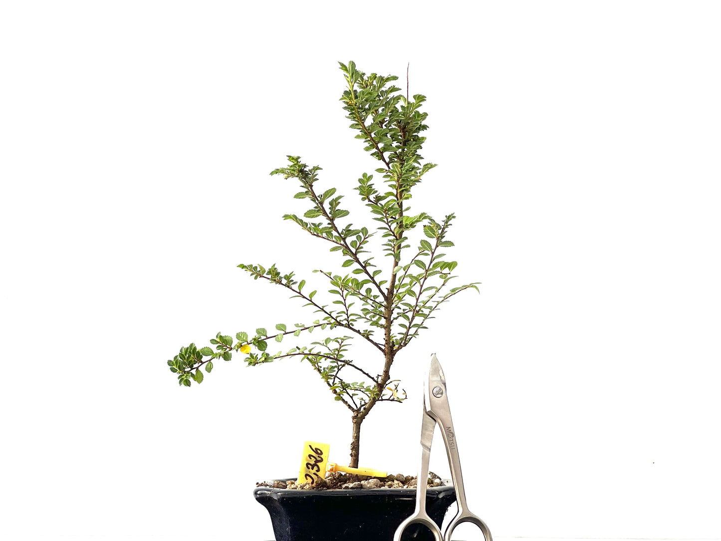 Ulmus Hokkaido 2326