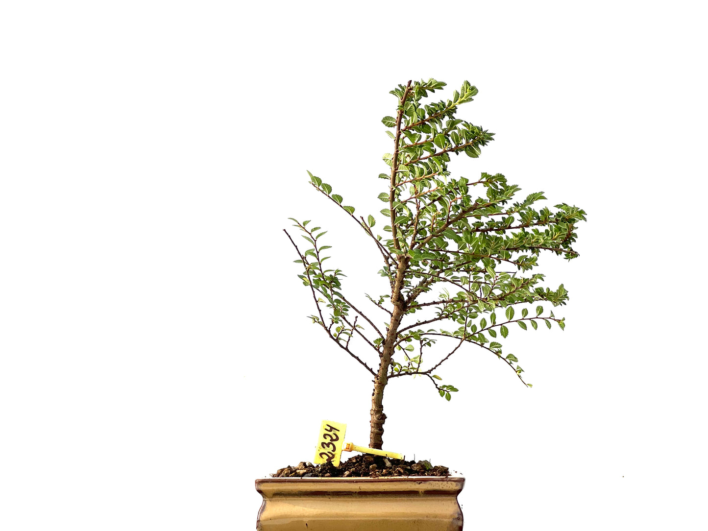 Ulmus Hokkaido 2324