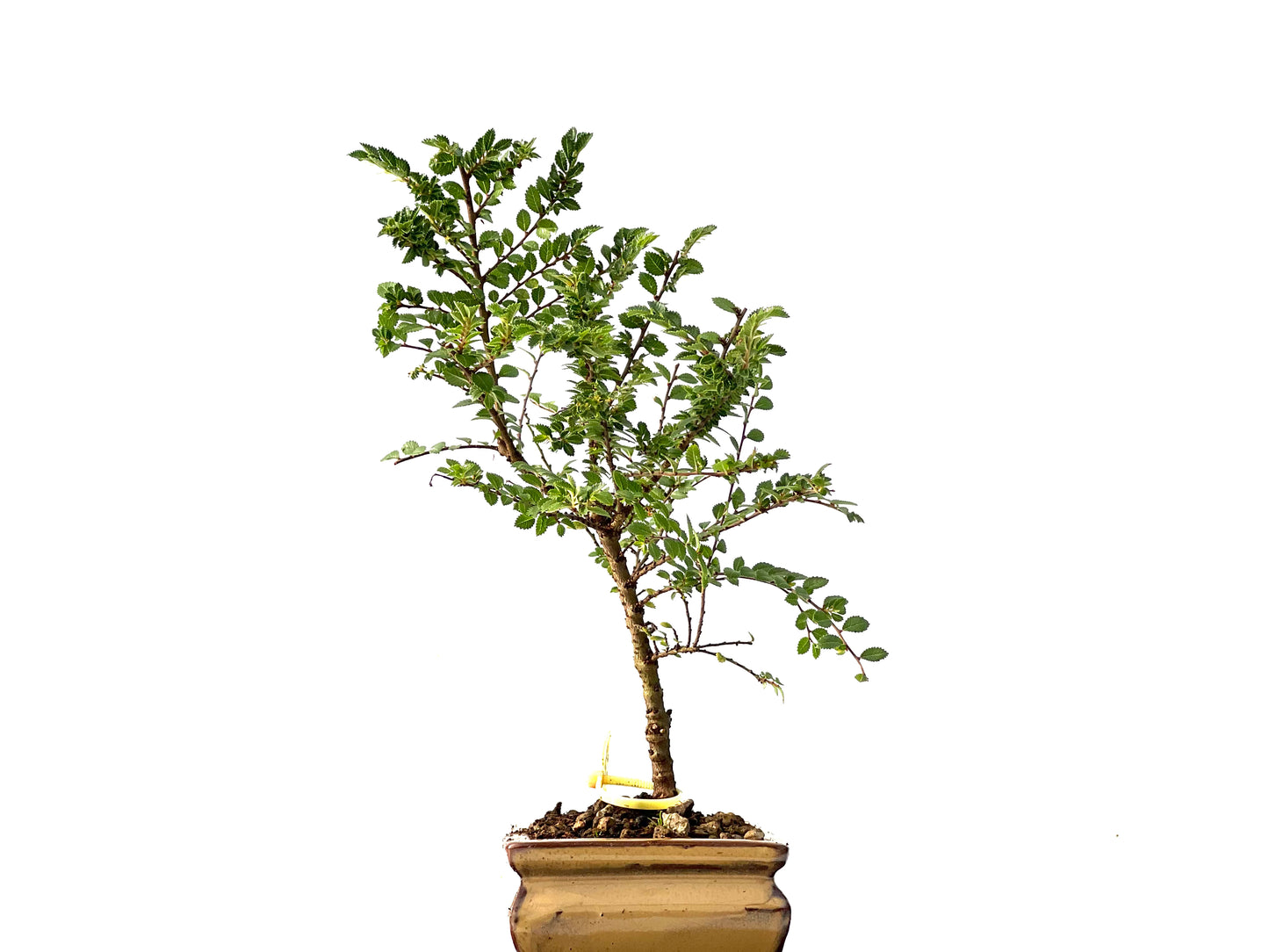 Ulmus Hokkaido 2324