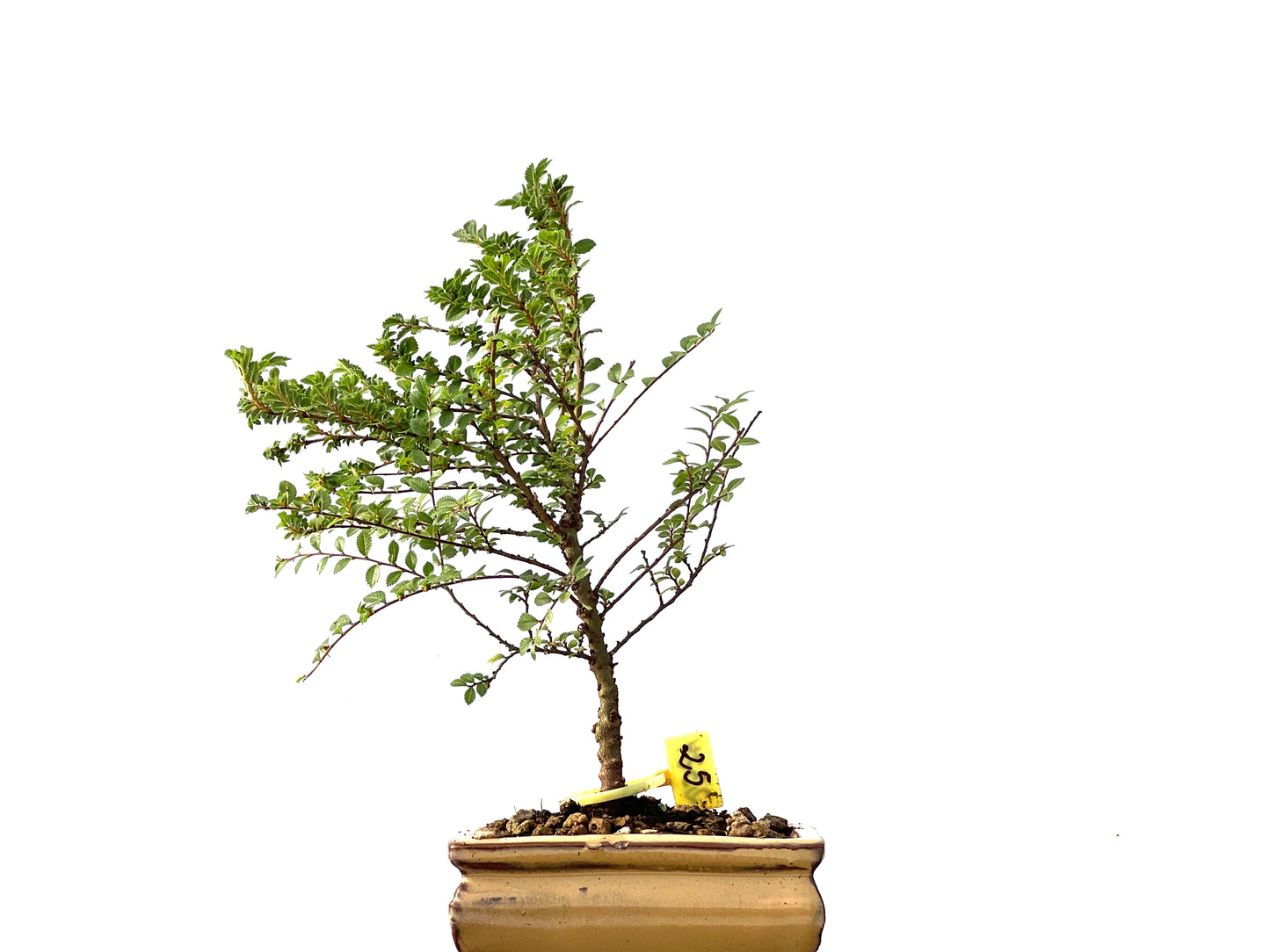 Ulmus Hokkaido 2324