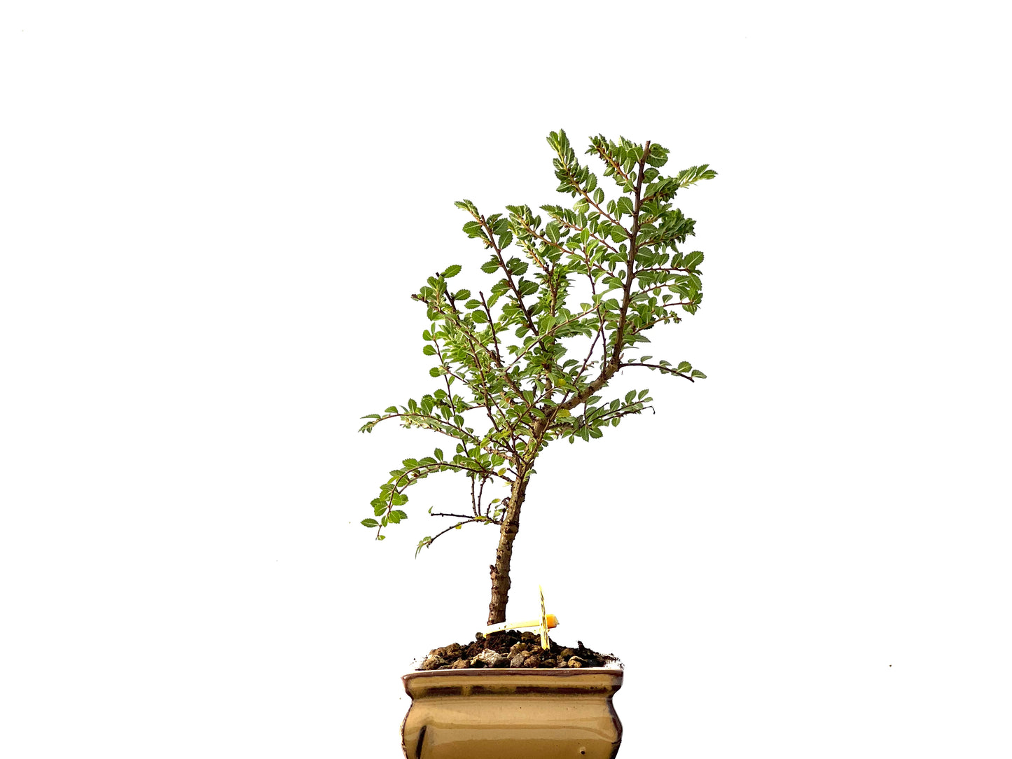 Ulmus Hokkaido 2324