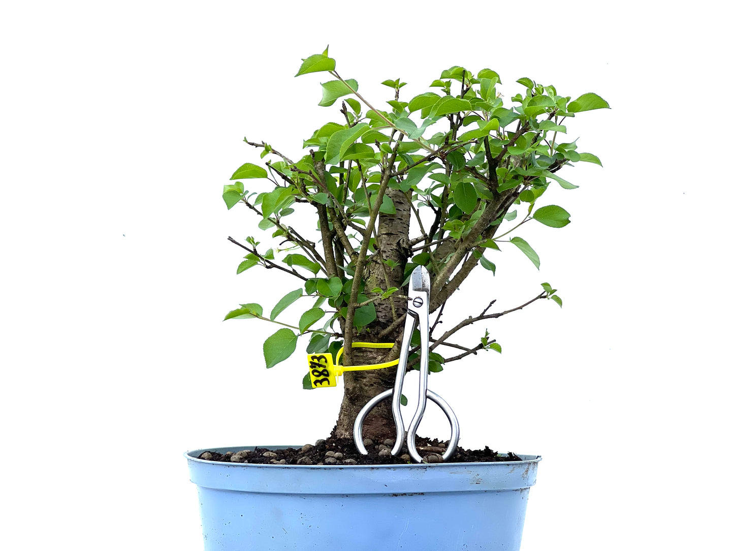 Prunus Mahaleb 3873