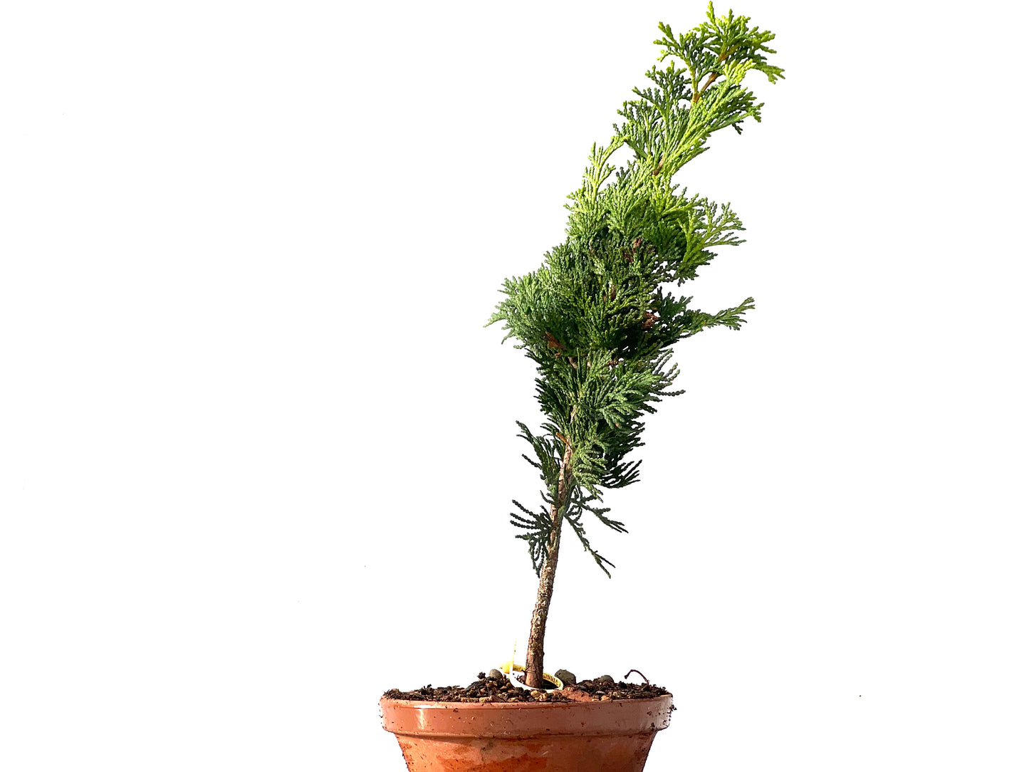 Chamaecyparis Obtusa Nana 2329