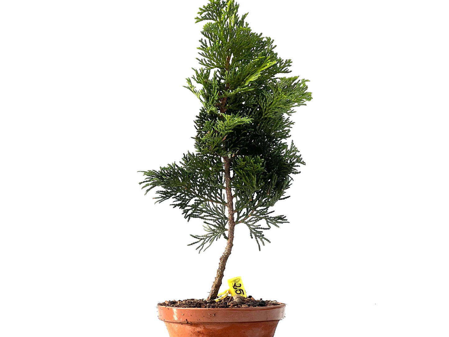 Chamaecyparis Obtusa Nana 2329