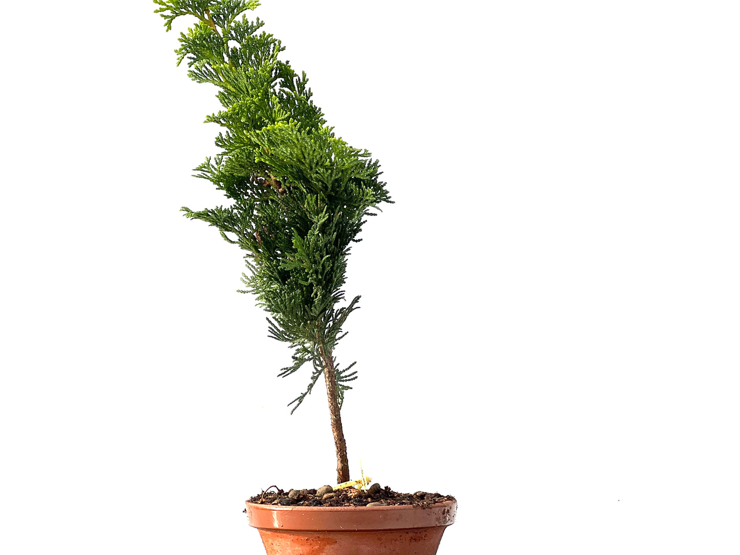 Chamaecyparis Obtusa Nana 2329
