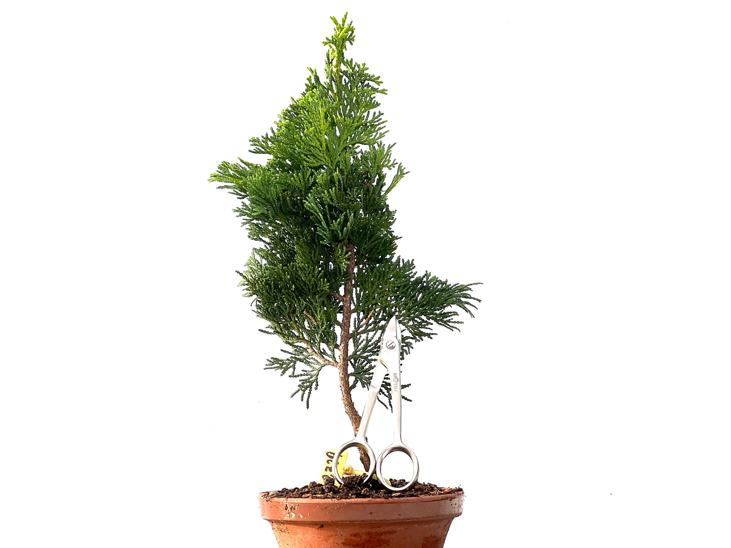 Chamaecyparis Obtusa Nana 2329