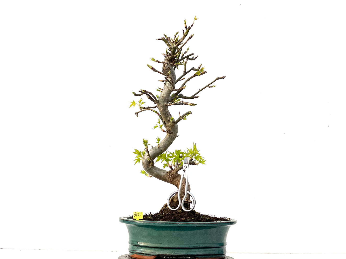 Liquidambar 3955