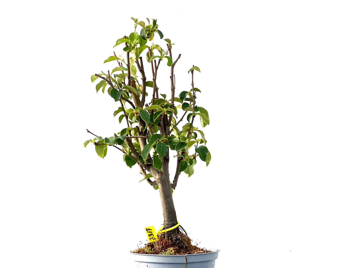 Pseudocidonia Sinensis 2317