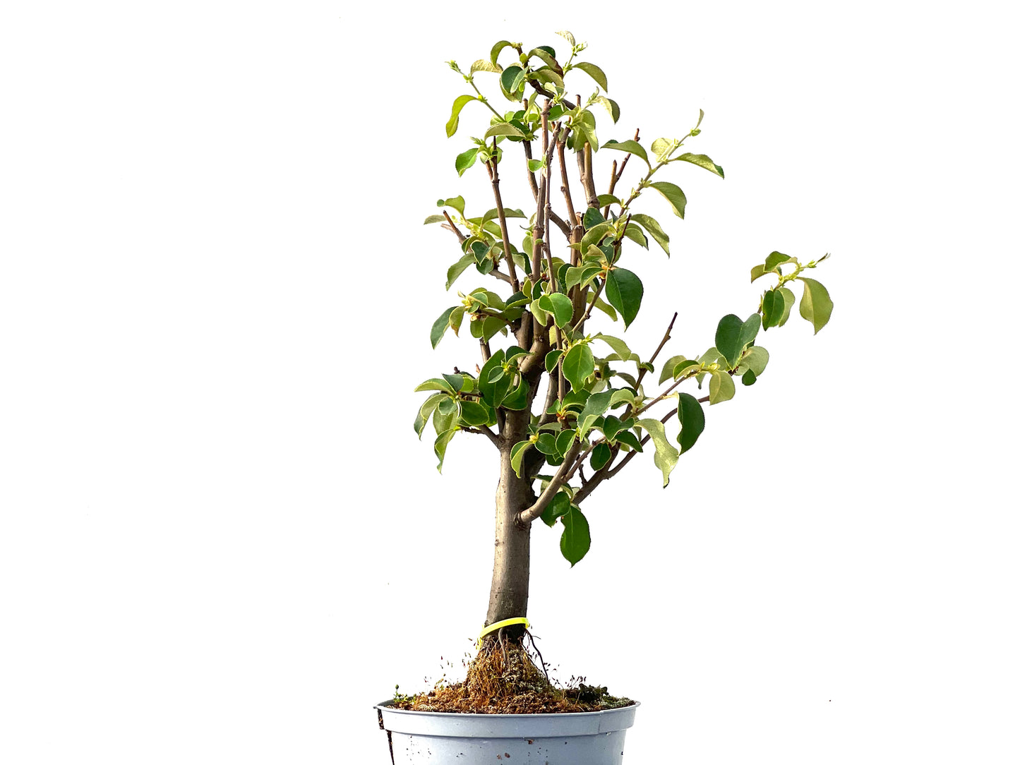 Pseudocidonia Sinensis 2317