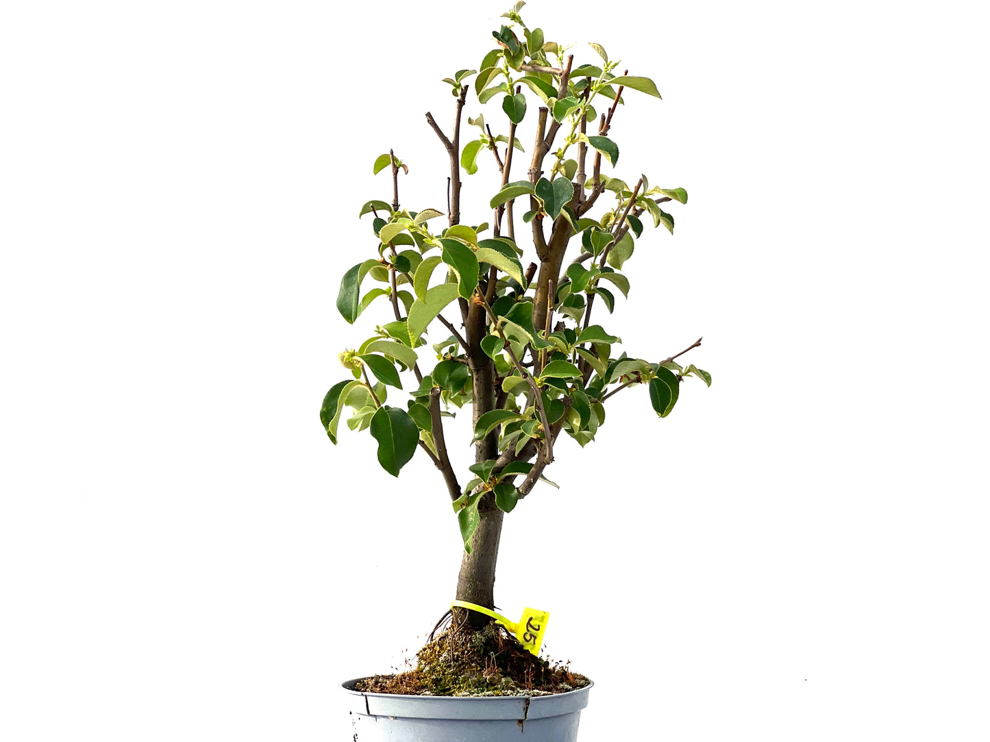 Pseudocidonia Sinensis 2317