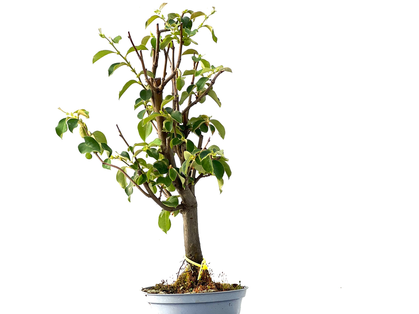 Pseudocidonia Sinensis 2317