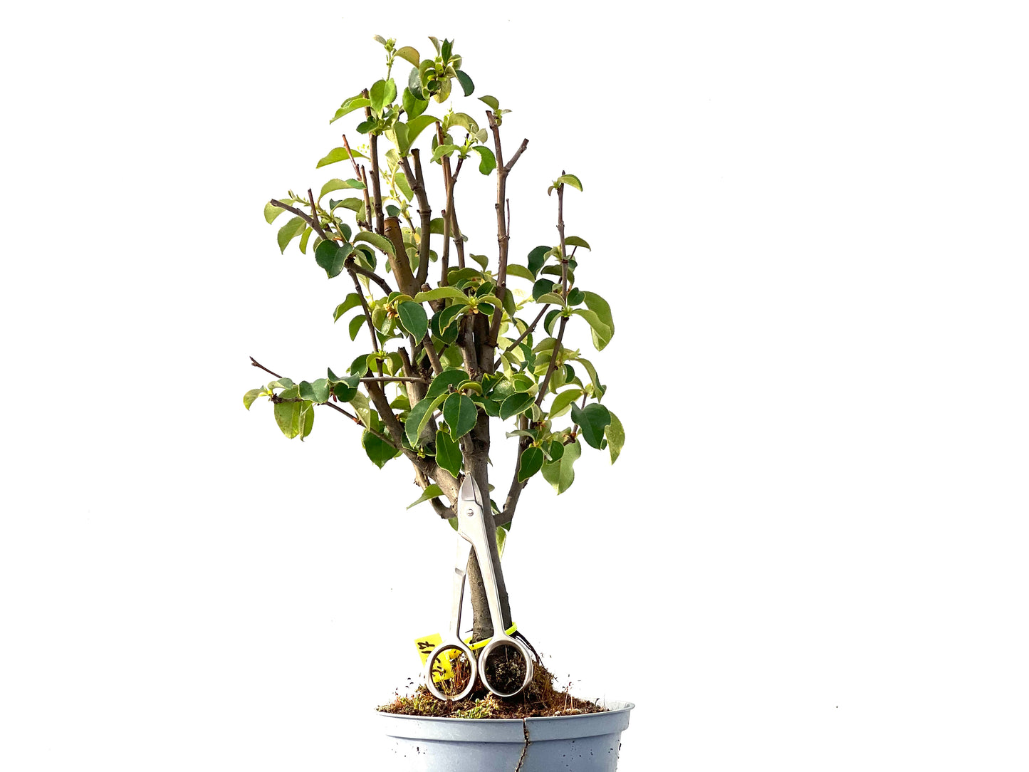 Pseudocidonia Sinensis 2317