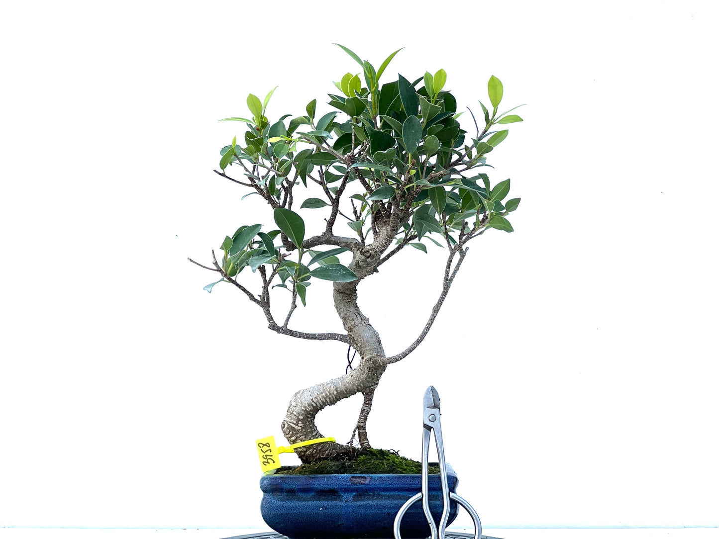 Ficus Tiger Bark 3958