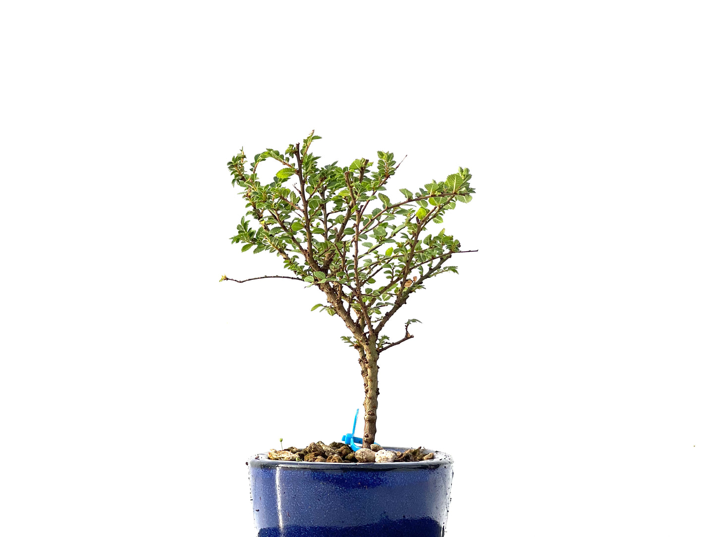 Ulmus Hokkaido 2315