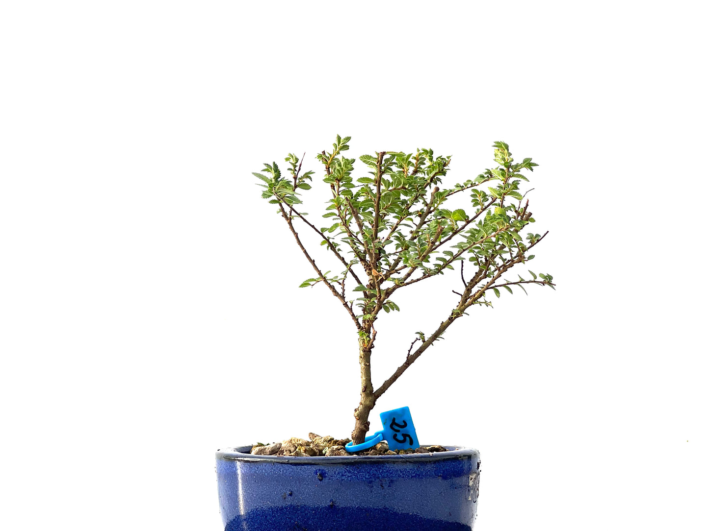 Ulmus Hokkaido 2315