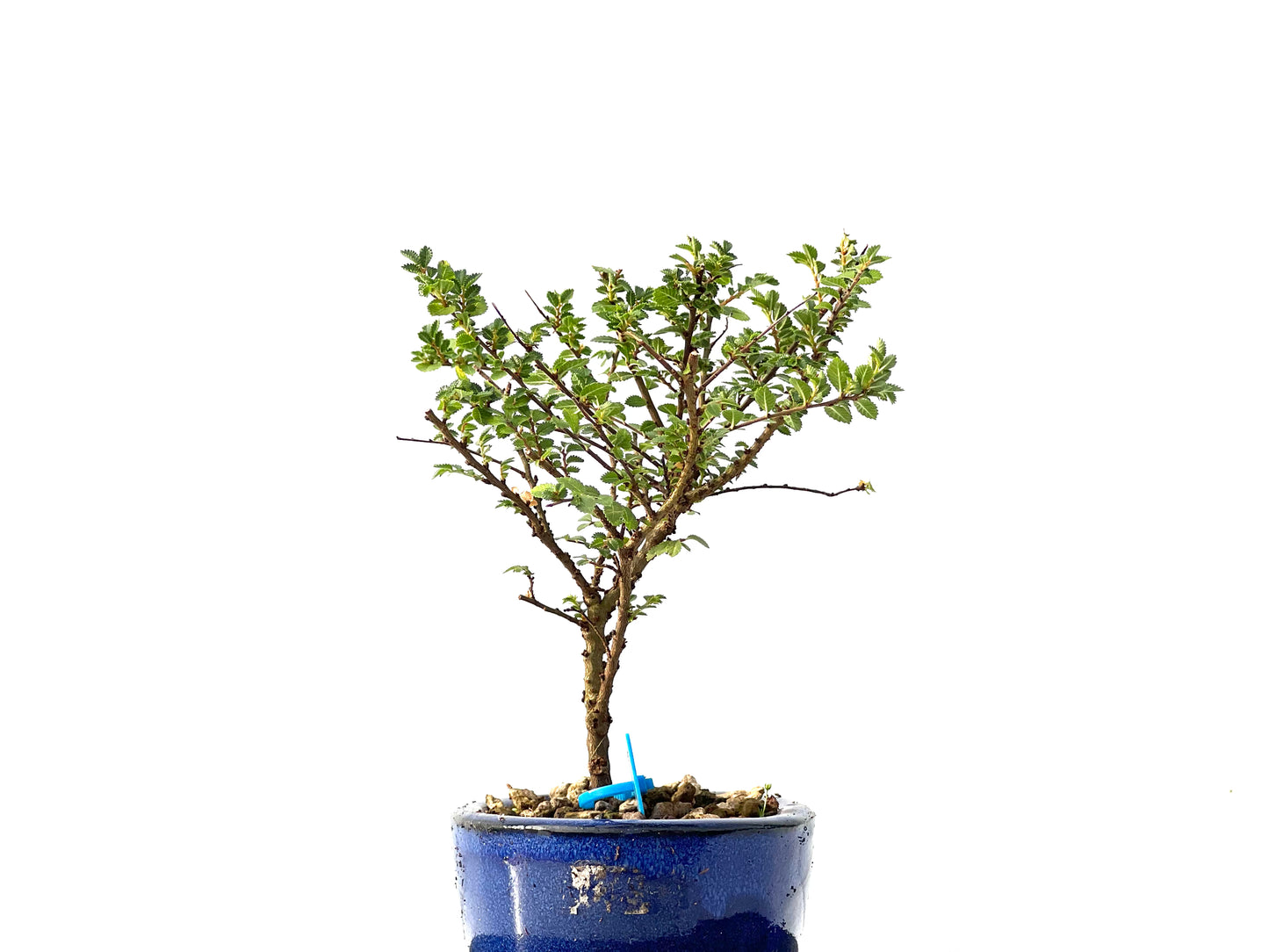 Ulmus Hokkaido 2315