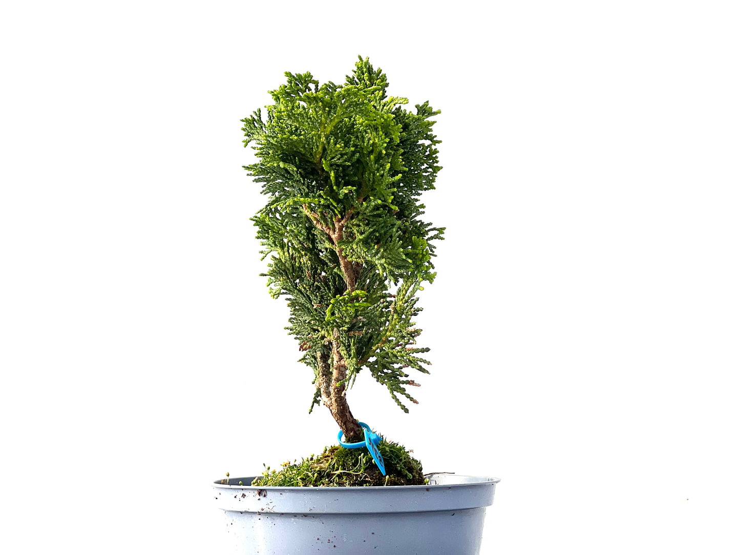 Chamaecyparis Obtusa Nana 2316