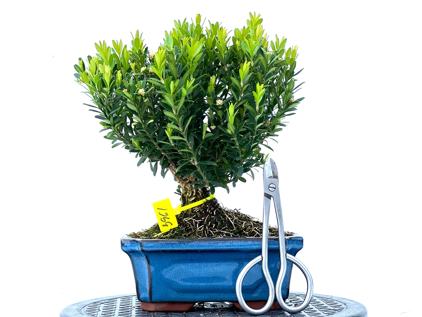 Buxus Harlandii 3961