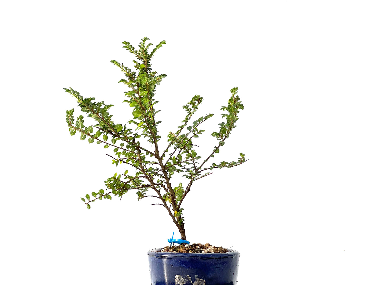 Ulmus Hokkaido 2307