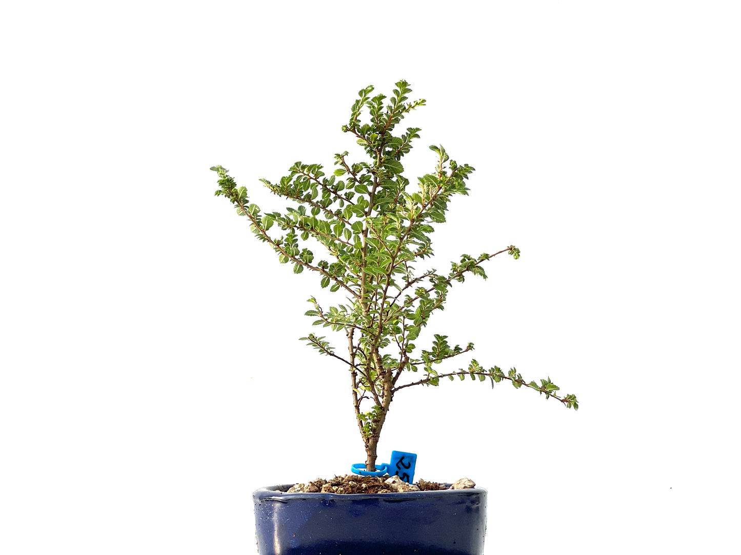 Ulmus Hokkaido 2307