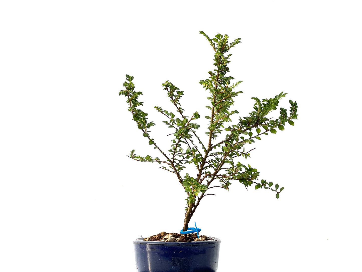 Ulmus Hokkaido 2307