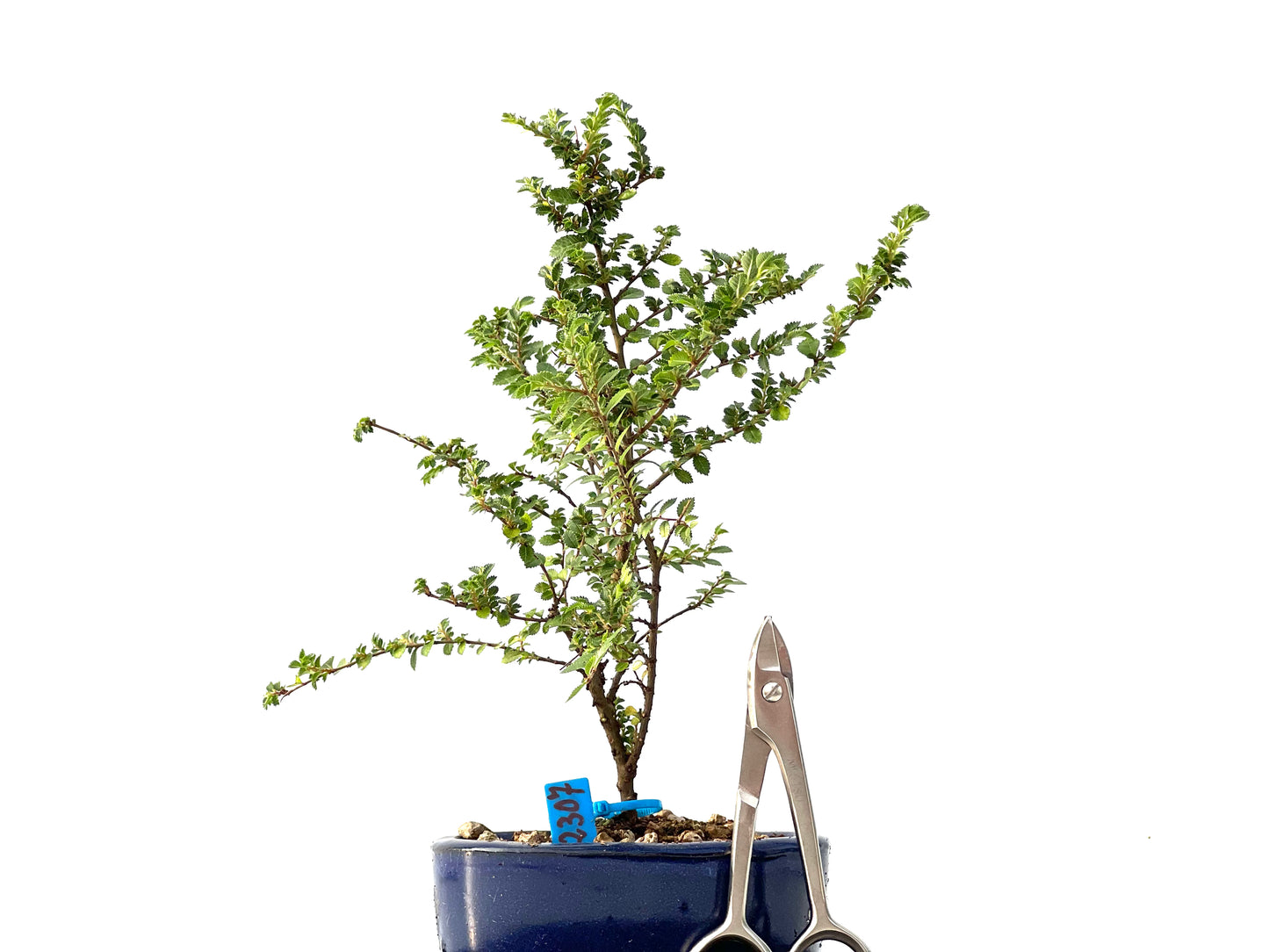 Ulmus Hokkaido 2307