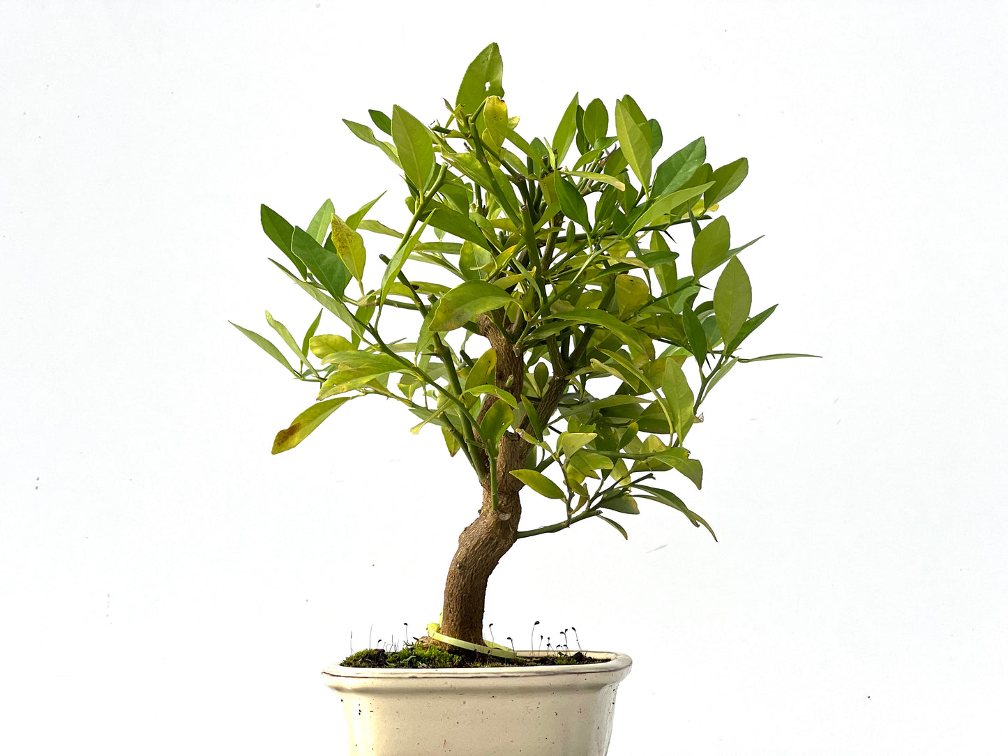 Citrus Limencuat 2312